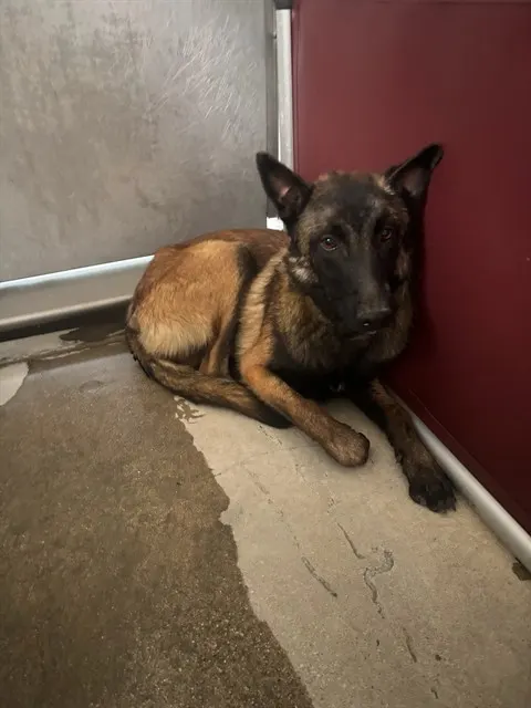 Stryker