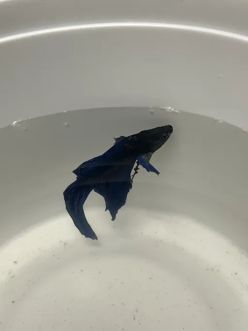 *Blue Fish