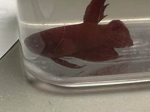 *Red Fish