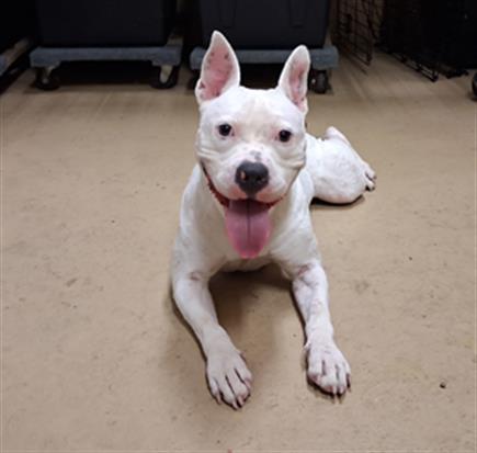 Adoptable Dog