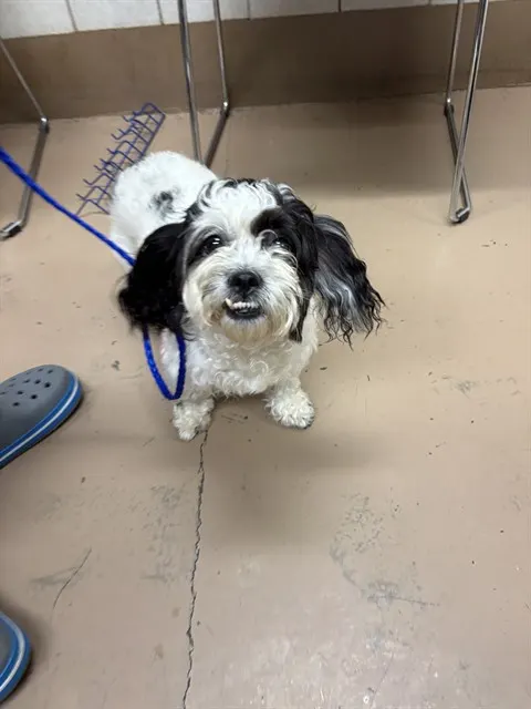 Adoptable Dog