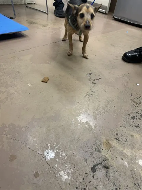 Adoptable Dog