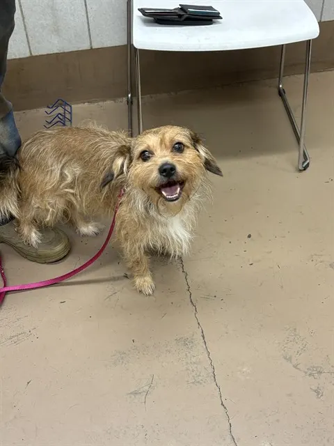 Adoptable Dog