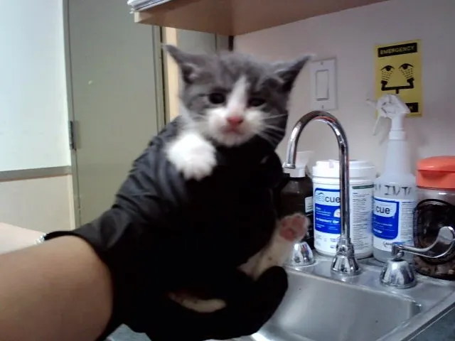 Adoptable Cat