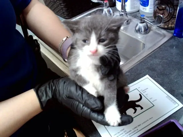 Adoptable Cat