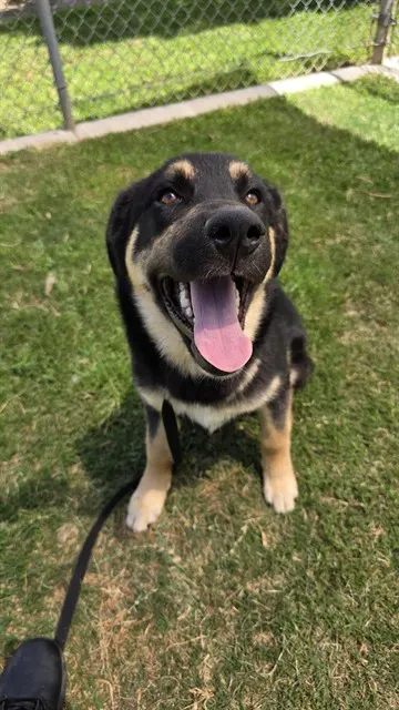 Otto
