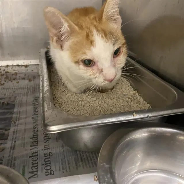 Adoptable Cat