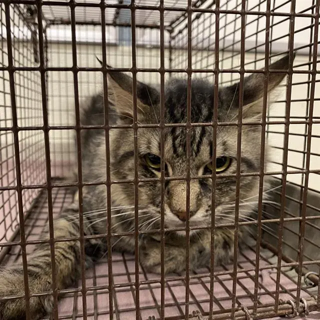 Adoptable Cat