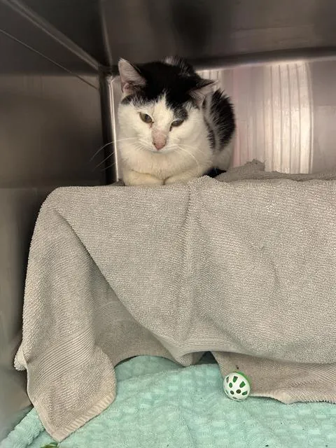 Oreo