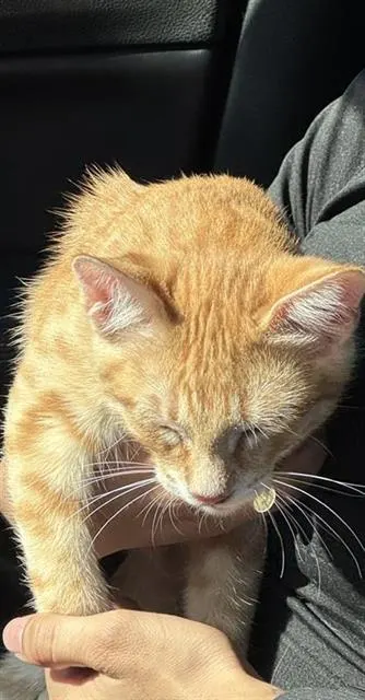 Ed