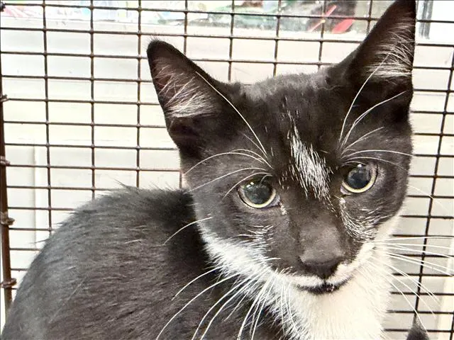 Adoptable Cat