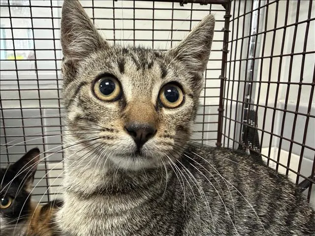 Adoptable Cat