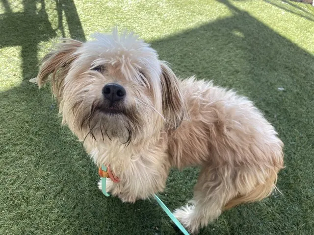 Taquito