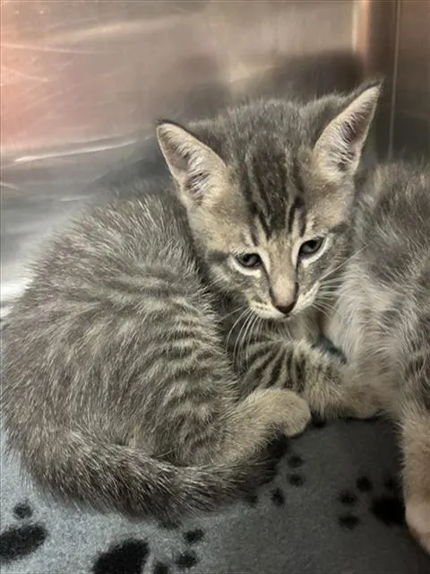 Milo