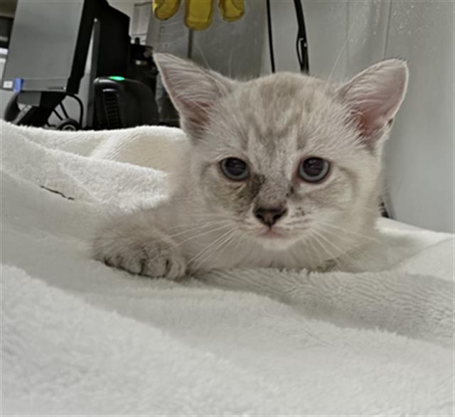 Adoptable Cat