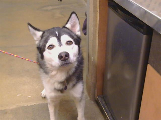 Adoptable Dog