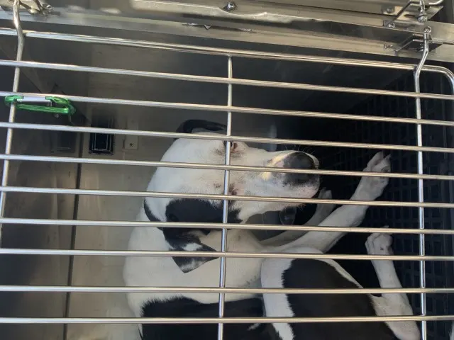 Adoptable Dog