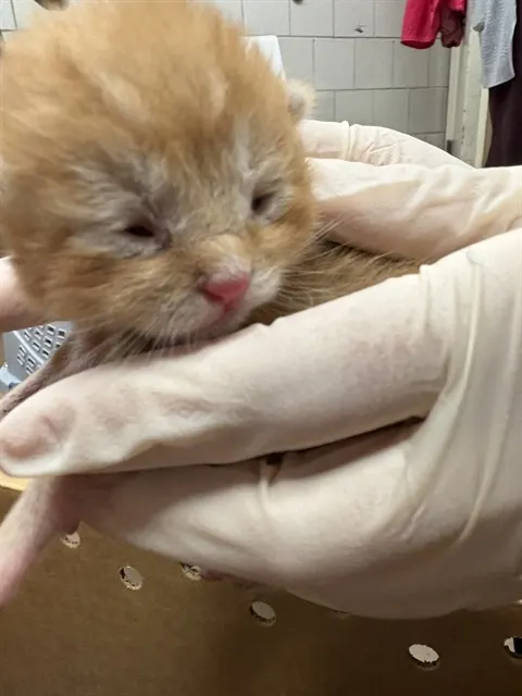 Adoptable Cat
