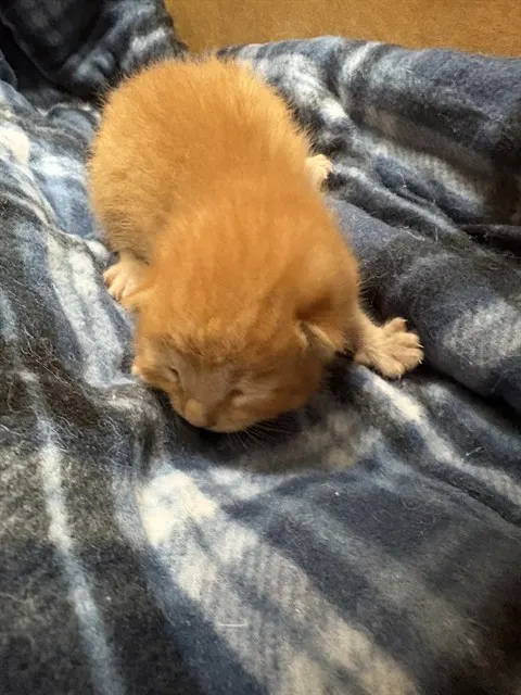 Adoptable Cat