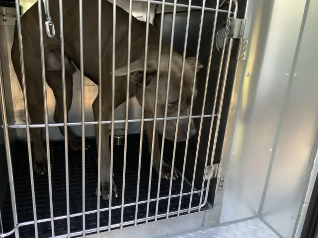 Adoptable Dog