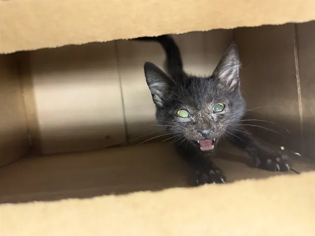 Adoptable Cat