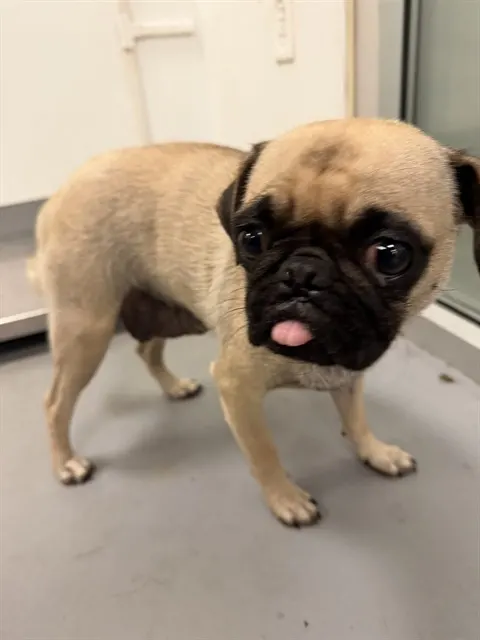 Lulu