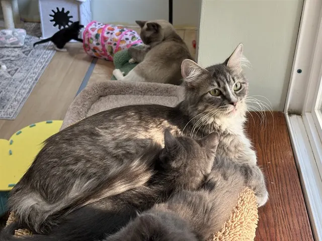 Grayla