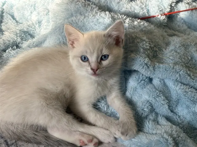 Angel
