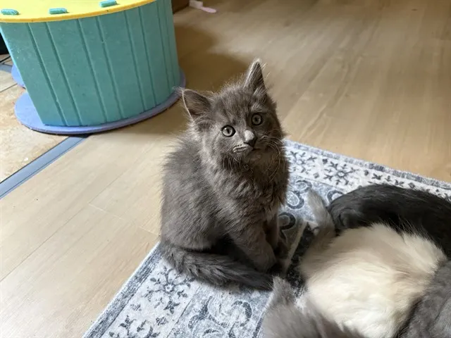 Oscar