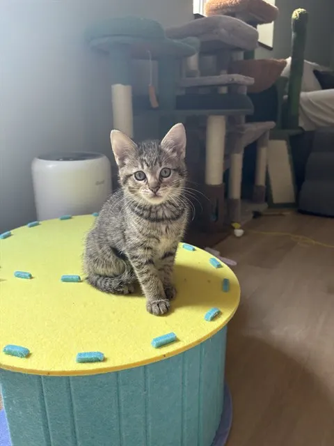 Tadpole