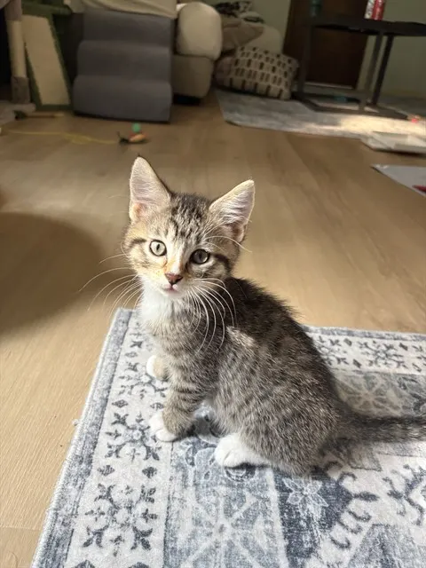 Minnow