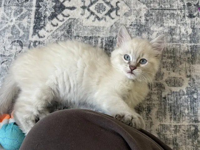 Tuna