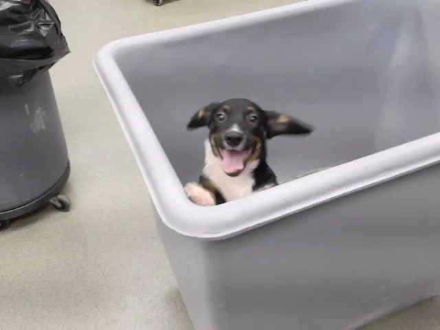 Roscoe