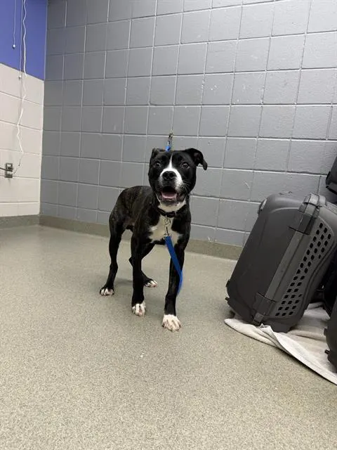Muttzarella