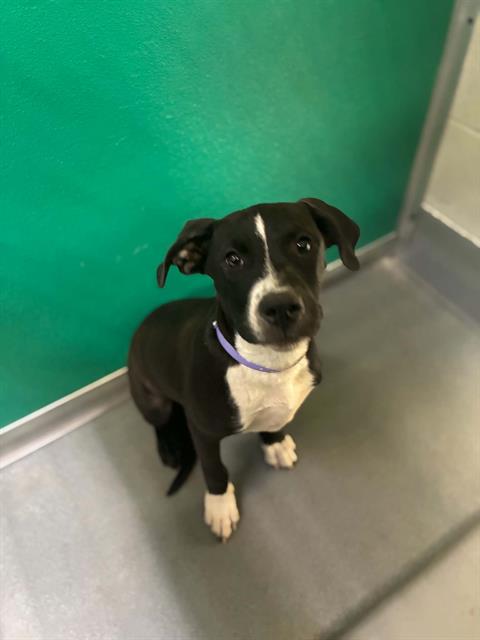 Adoptable Dog