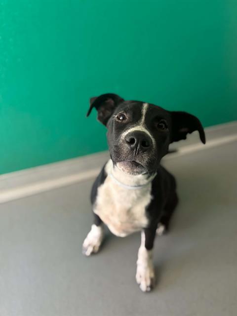 Adoptable Dog
