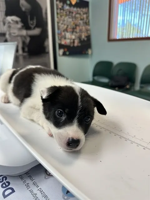Isla