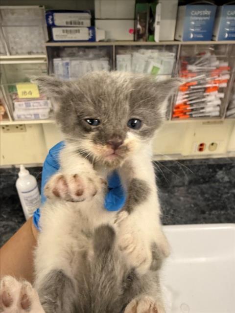 *Gandalf The Gray Toe