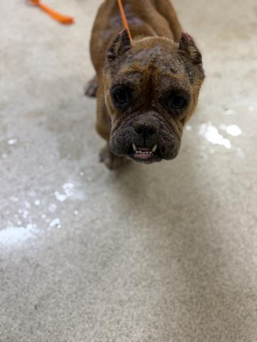 Hazel