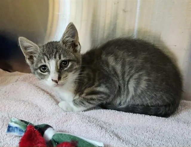 Adoptable Cat
