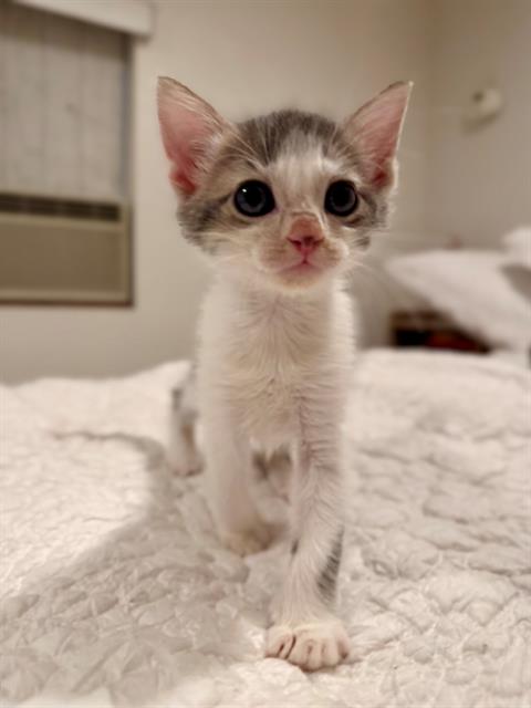 Mochi