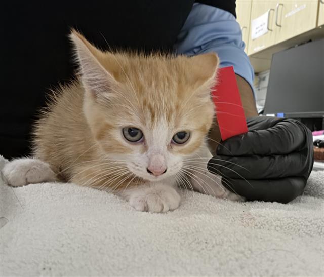 Adoptable Cat
