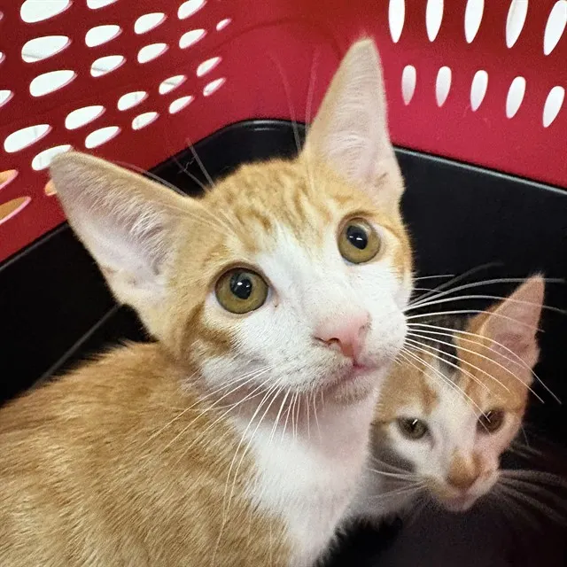 Adoptable Cat