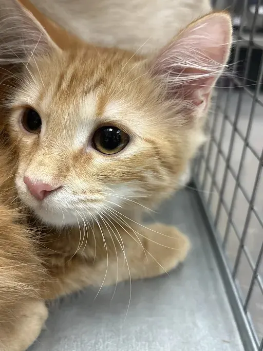 Stubby