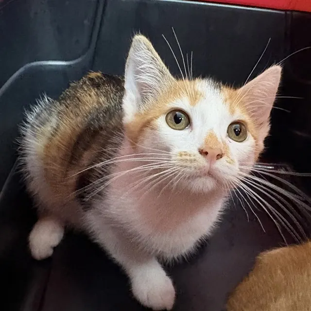 Adoptable Cat