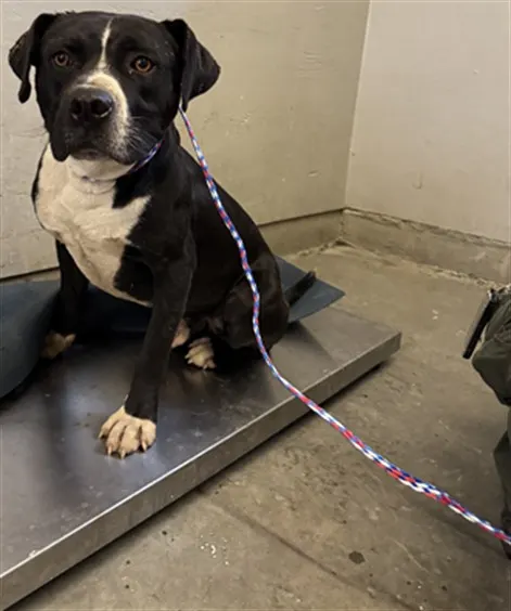 Adoptable Dog