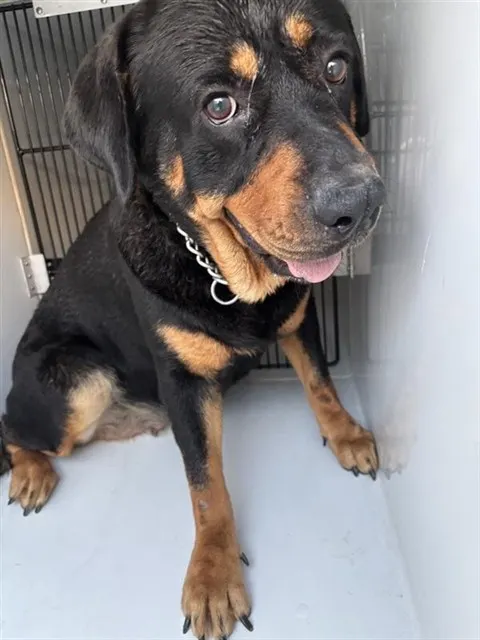 Adoptable Dog