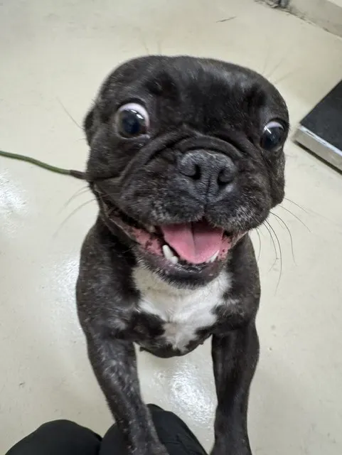 Adoptable Dog