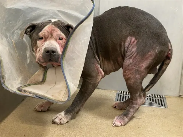 Adoptable Dog