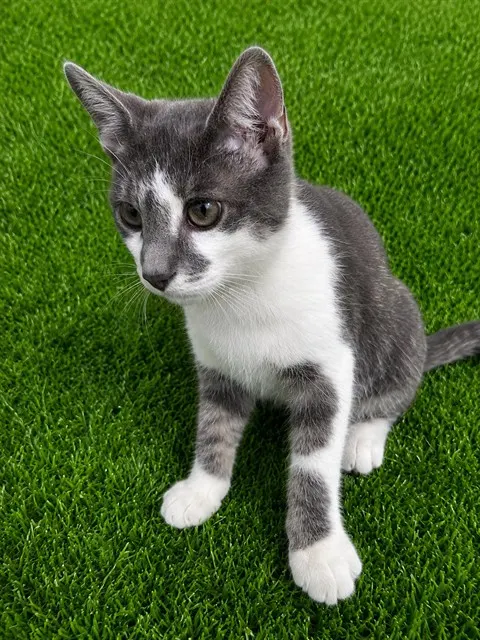 Kitty